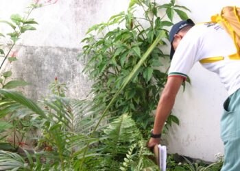 Feira tem redução de 19,5 por cento dos casos da dengue, Zika e Chikungunya