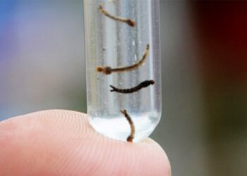 Feira confirma seis casos da nova cepa da dengue