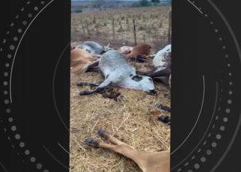 Raio é apontado como causa da descarga elétrica que matou gado em fazenda no oeste da Bahia