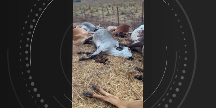 Raio é apontado como causa da descarga elétrica que matou gado em fazenda no oeste da Bahia