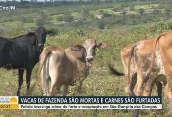 Oito vacas são mortas e têm carne levada no interior da Bahia; polícia investiga este e outros casos