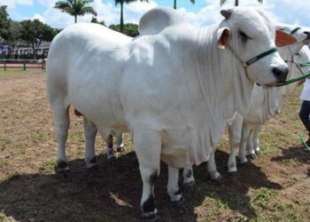 Melhoramento genético para bovinocultura vai beneficiar o pequeno e médio produtor rural