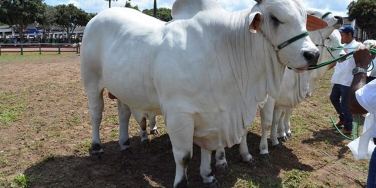 Melhoramento genético para bovinocultura vai beneficiar o pequeno e médio produtor rural