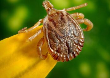 Agência Brasil explica o que é febre maculosa e quais os sintomas