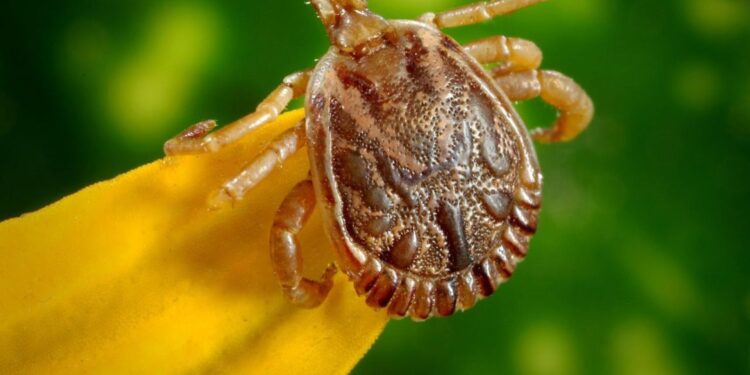 Agência Brasil explica o que é febre maculosa e quais os sintomas