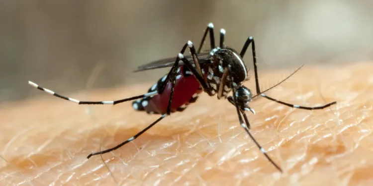 Prefeitura confirma segunda morte por dengue em Feira de Santana