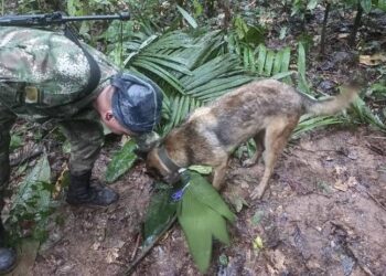 Encontradas vivas 4 crianças perdidas na Amazônia colombiana há 40 dias
