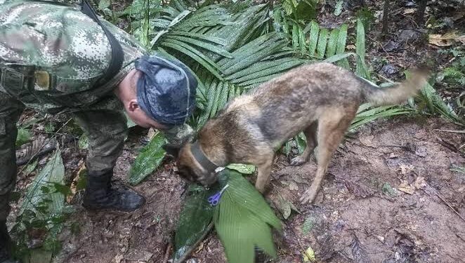 Encontradas vivas 4 crianças perdidas na Amazônia colombiana há 40 dias