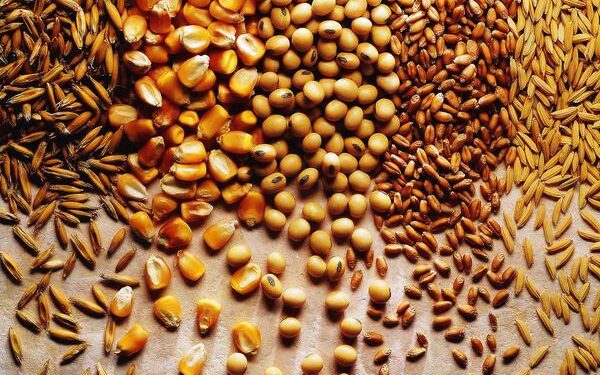 Grãos: produção brasileira deve chegar a 390 milhões de toneladas em dez anos