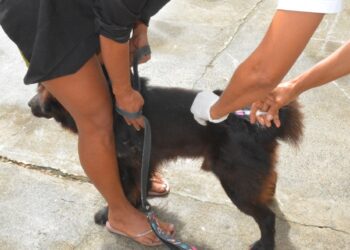 Campanha de vacinação contra a raiva em 15 bairros neste sábado