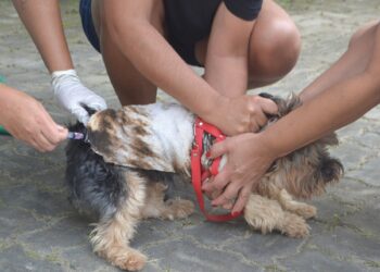 Vacinação contra a raiva em dez bairros neste sábado