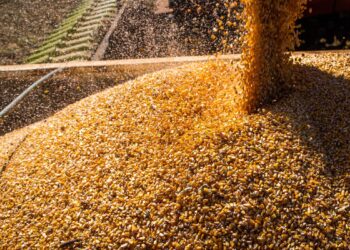 Conab: produção de grãos deve crescer 17,4% na safra 2022/2023
