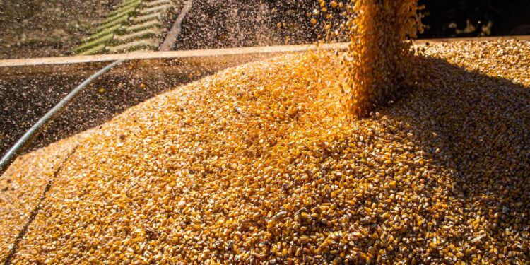 Conab: produção de grãos deve crescer 17,4% na safra 2022/2023
