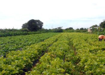 Governo lança Plano Safra para agricultura familiar da Amazônia