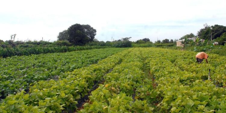 Governo lança Plano Safra para agricultura familiar da Amazônia
