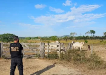 PF prende ‘maior devastador’ da Amazônia e confisca 16 fazendas e 10 mil cabeças de gado; assista