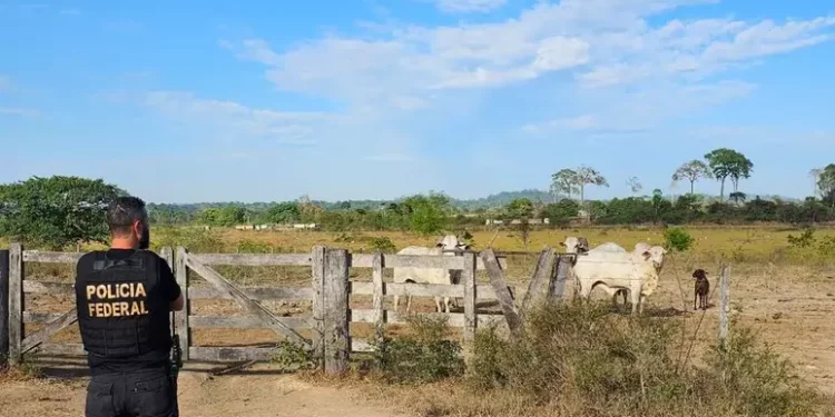 PF prende ‘maior devastador’ da Amazônia e confisca 16 fazendas e 10 mil cabeças de gado; assista