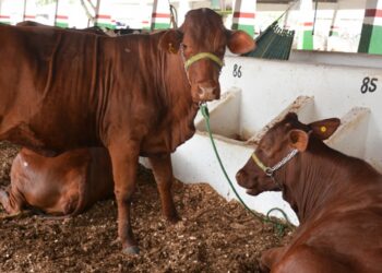 Seagri incentiva o melhoramento genético do rebanho por meio de inseminação artificial