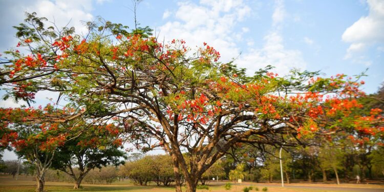 Primavera começa às 3h50 deste sábado