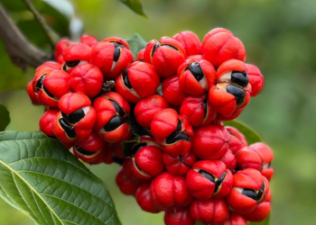 O guaraná é nosso: saiba como a Bahia se tornou o maior produtor do mundo