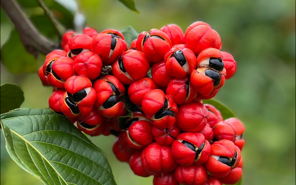 O guaraná é nosso: saiba como a Bahia se tornou o maior produtor do mundo