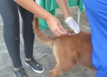 Feira de Santana intensifica vacinação contra raiva para cães e gatos; veja pontos