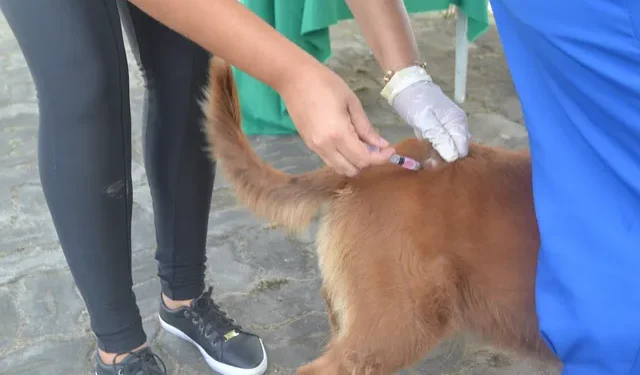 Feira de Santana intensifica vacinação contra raiva para cães e gatos; veja pontos