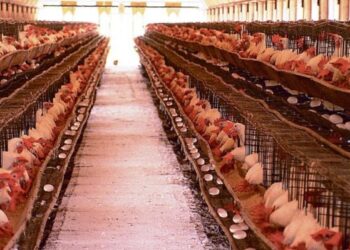 20 mil frangos são mortos na Bahia por causa do calor