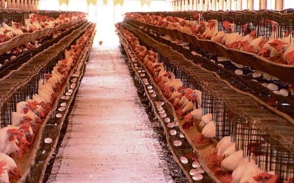 20 mil frangos são mortos na Bahia por causa do calor