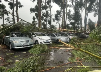Chuva deixa seis mortos no estado de SP, diz Defesa Civil; queda de árvores sobre carros e muros foi principal causa dos óbitos