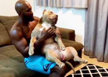 Influenciador digital que mostrava rotina com cachorros da raça pitbull morre em acidente na Bahia