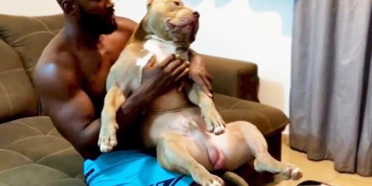 Influenciador digital que mostrava rotina com cachorros da raça pitbull morre em acidente na Bahia