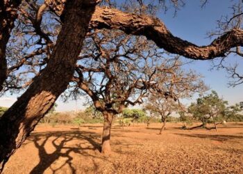 Seca na Bahia: 160 municípios já decretaram situação de emergência