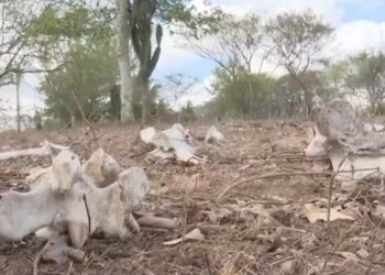 Morte de animais e vegetação seca: zona rural de 2ª maior cidade da BA convive com 6 meses de estiagem