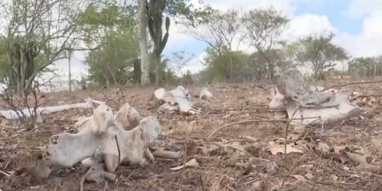 Morte de animais e vegetação seca: zona rural de 2ª maior cidade da BA convive com 6 meses de estiagem