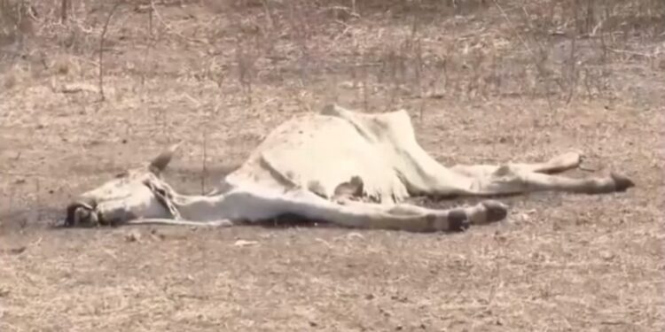 Estiagem prolongada provoca morte de animais e prejudica agricultura de cidade no interior da Bahia