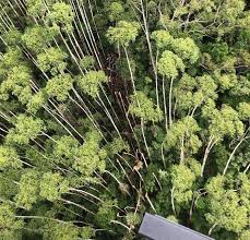 Helicóptero desaparecido em SP é localizado em Paraibuna, diz PM