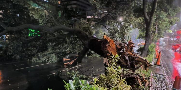 Temporal alaga ruas, arrasta carros, deixa pessoas ilhadas e derruba árvores em BH