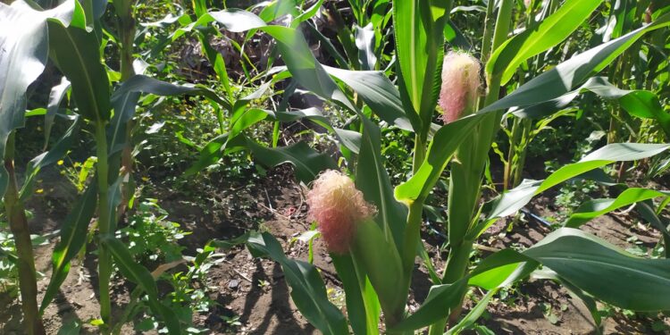 Prefeitura de Feira de Santana renova adesão ao Garantia Safra para o ano agrícola 2023/2024