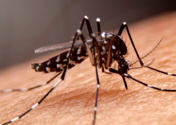 Sobe para sete o número de mortes por dengue na Bahia, diz Secretaria de Saúde