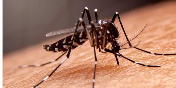 Sobe para sete o número de mortes por dengue na Bahia, diz Secretaria de Saúde