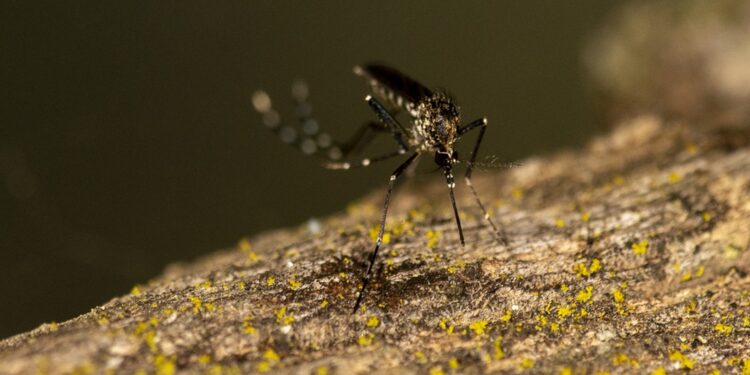 Sesab confirma terceira morte por dengue na Bahia