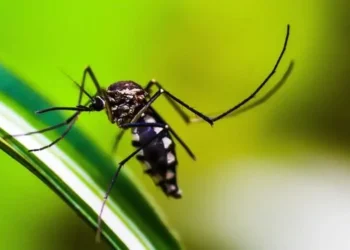 Por que se morre de dengue?