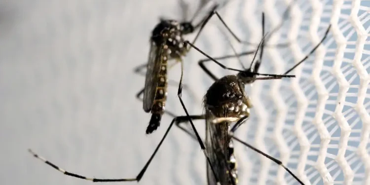 Casos graves de dengue podem causar hepatite e insuficiência renal