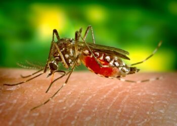 Sobe para 20 número de mortes por dengue na Bahia; 272 cidades enfrentam epidemia da doença