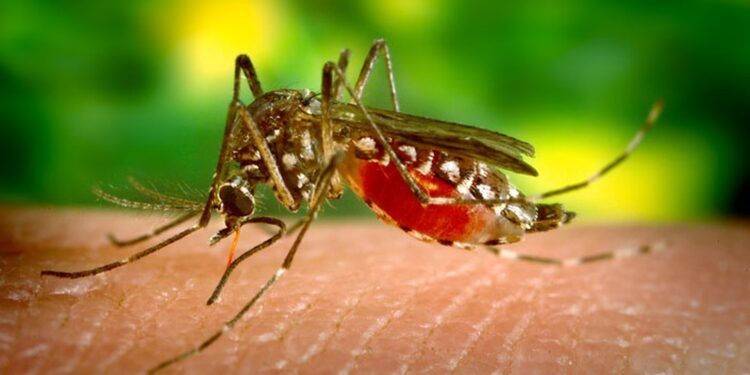 Sobe para 22 número de mortes por dengue na Bahia; 285 cidades enfrentam epidemia da doença