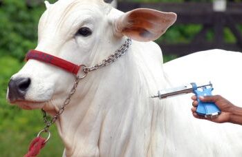 Vacinação contra a Febre Aftosa na Bahia acontece de 1º a 30 de abril