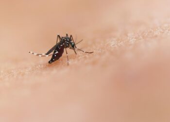 Número de óbitos por dengue na Bahia sobe para 14; mais de 40% das cidades baianas estão em epidemia