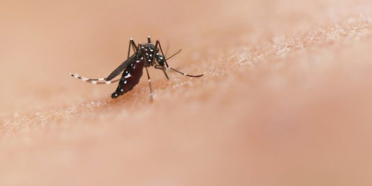 Número de óbitos por dengue na Bahia sobe para 14; mais de 40% das cidades baianas estão em epidemia