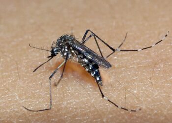 Bahia chega a 37 mortes por dengue; maioria dos óbitos foi registrada em Vitória da Conquista